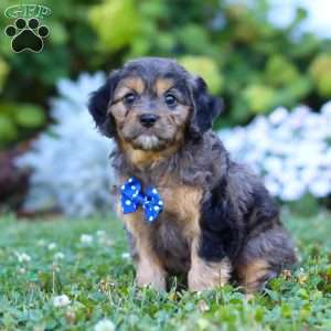 Buddy, Cavapoo Puppy